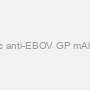 Chimeric anti-EBOV GP mAb (c6D8)